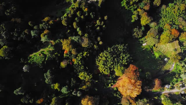 Aerial view of park with trees and lawn filmed from above by drone at early autumn day