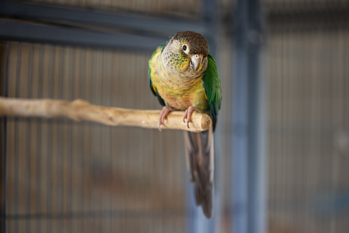 Colorful parrot in cage. A pet Jenday Conure  (Jandaya Parakeet)  Aratinga jandaya. Parrot with bright orange, green and blue feathers, native to Brazil and closely related to Sun Conures.