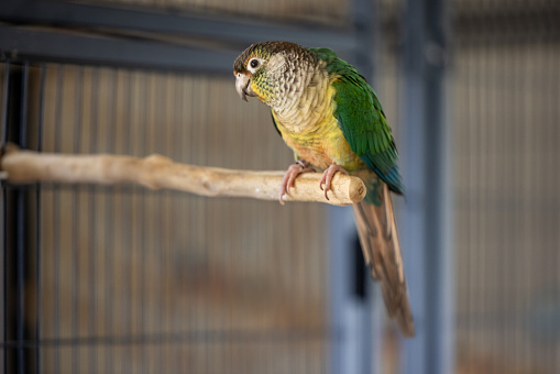Portrait of a green cheek Conure pet bird in a domestic home.