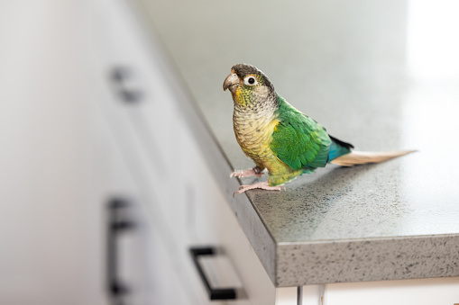 Portrait of a green cheek Conure pet bird in a domestic home.