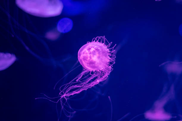 istock Jellyfish in bright fluorescent colors with a dark background 2135782827