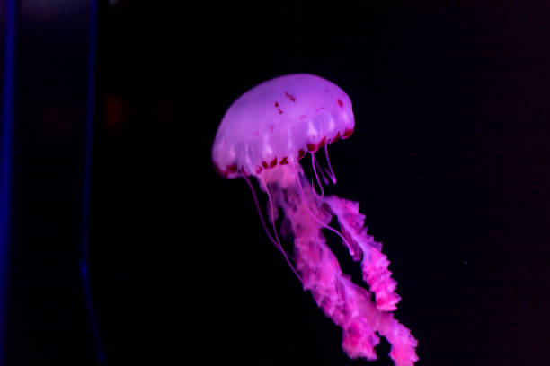 istock Jellyfish in bright fluorescent colors with a dark background 2135782833