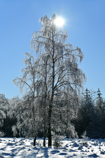 Winterlandschaft bei herrlichem Wetter auf dem Theobaldshof in der Rhön