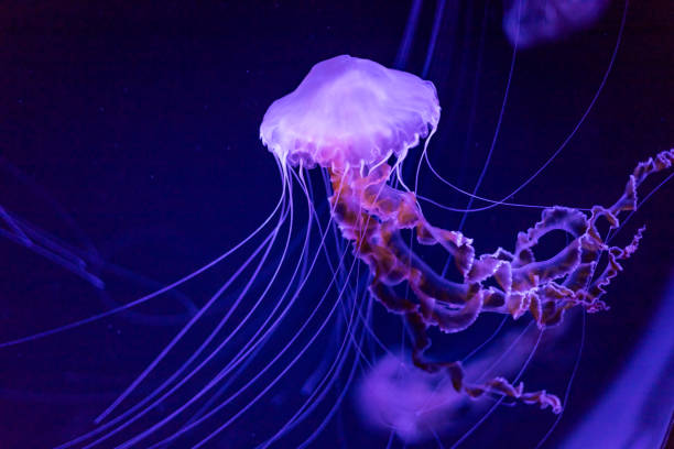 istock Jellyfish in bright fluorescent colors with a dark background 2135783354