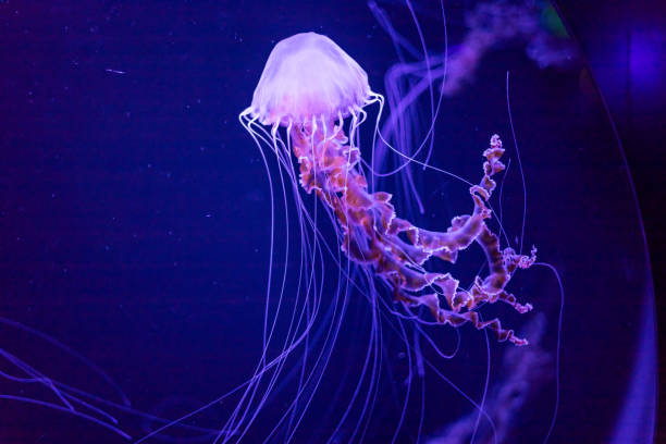 istock Jellyfish in bright fluorescent colors with a dark background 2135783362