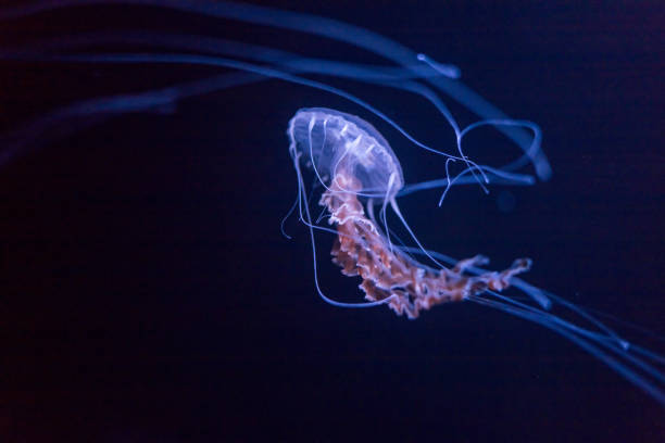 istock Jellyfish in bright fluorescent colors with a dark background 2135783370