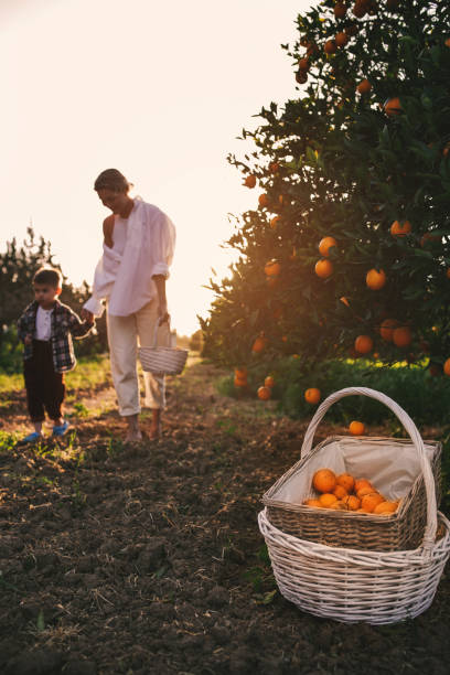 istock Young Mother and Son Harvesting Oranges Together 2135789172