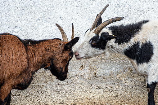 a brown and a black and white goat caress another. rural scene with animals