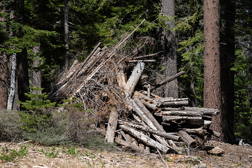 Log deck in forest on sunny summer day in Sierra Nevada mountains as a result of forest thinning and fire threat mitigation work.