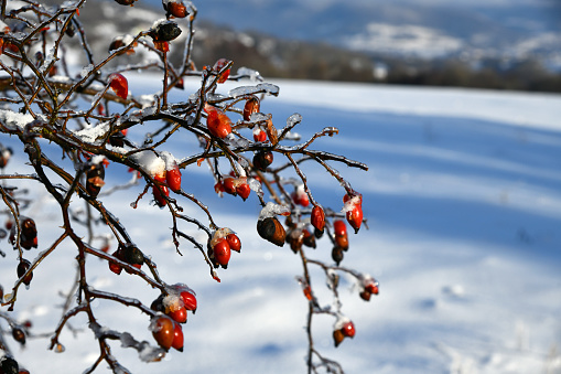 Hawthorn berries in snow in winter