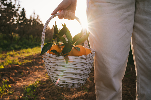 Female hand holds a basket full of ripe oranges.