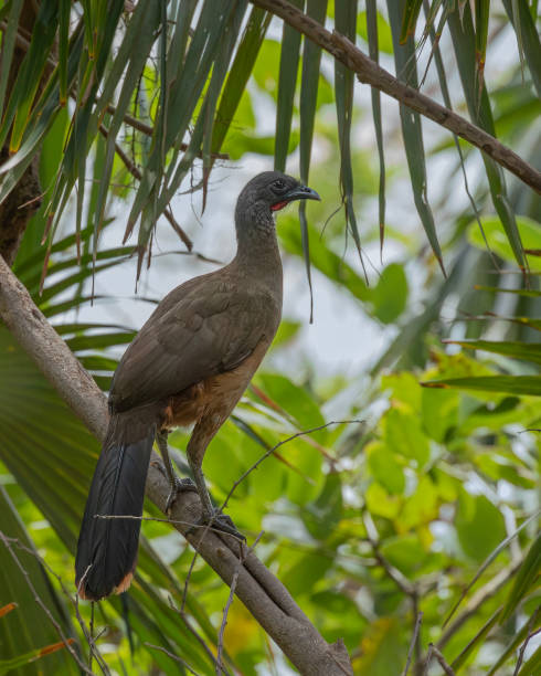 Rufous-vented Chachalaca, Ortalis ruficauda (subspecies ruficauda), standing on the sloping trunk of a palm tree on Little Tobago. It is Tobago's National Bird.