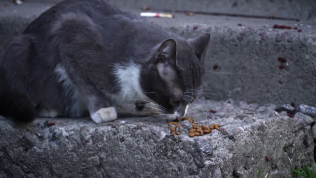 Cat Relaxing on Concrete Ledge