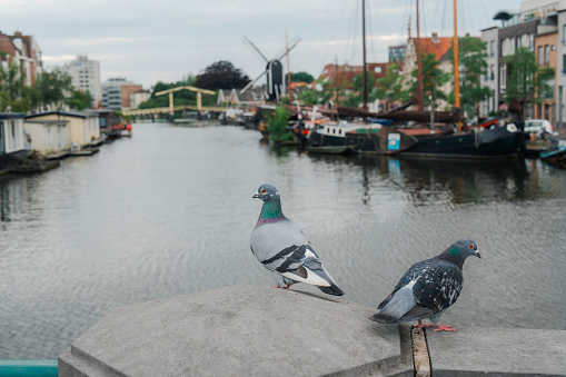 Pigeon sitting  on the bridge overlooking canal in the Netherlands