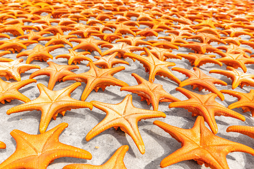 Drying starfish on Phu Quoc Island in Vietnam