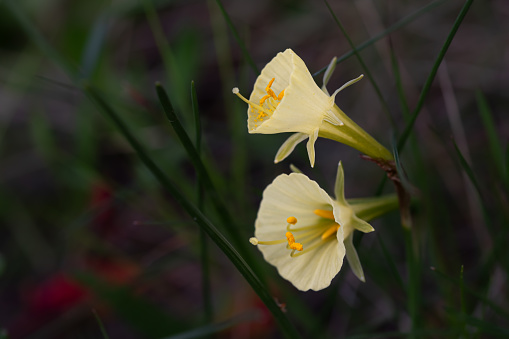 Narcissus romieuxii, daffodil, yellow bell-shaped flower