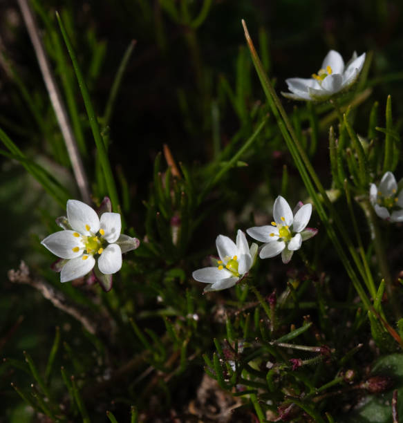 istock Spergula morisonii or Morison's spur, white flower with 5 petals 2135832136