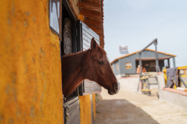 Part of a series at the horse ranch: Brown horse peering over stable door