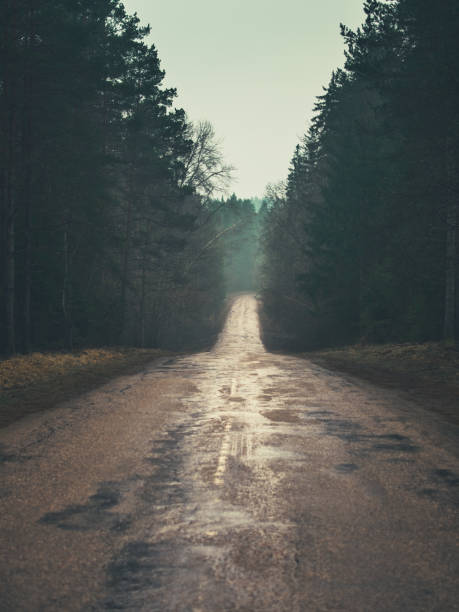 In the silence of the foggy forest, the road stretches ahead, an uncertain path through the veiled mysteries of nature, enticing with every obscured step