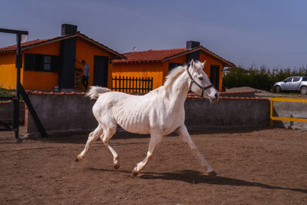 Part of a series at the horse ranch: White horse is running freely in ranch.