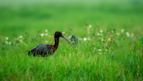 Glossy Ibis in green field