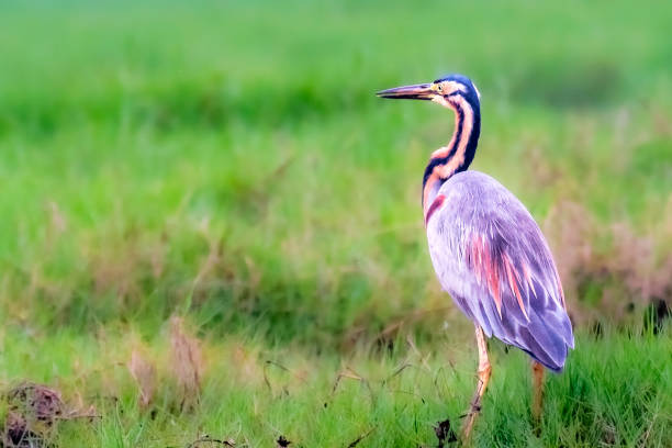 Gray Heron in the green field