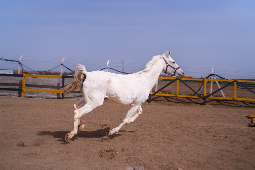 Part of a series at the horse ranch: White horse is running freely in ranch.