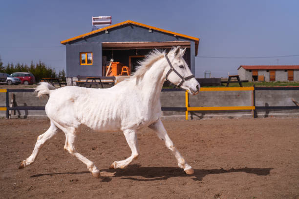 white arabian horse running in nature.