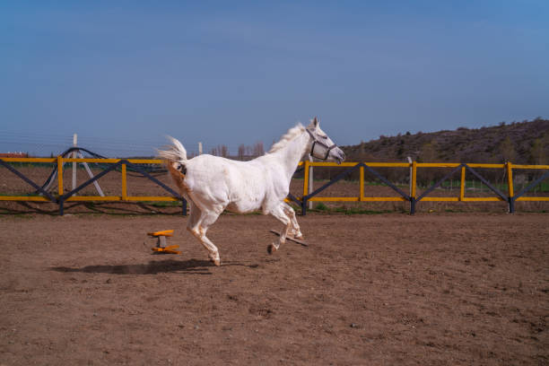 Kalugerovo, Bulgaria - March 19, 2016: St. Theodore's Day or Horse day celebrations in Kalugerovo village, Bulgaria. The event includes horse beauty pageant and horse races called Kushii