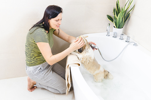 Woman gently wiping her dog after the home washing