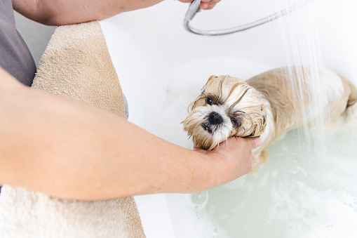 Shih tzu dog getting washed in a bath tub, unrecognizable man rinsing her with shower head