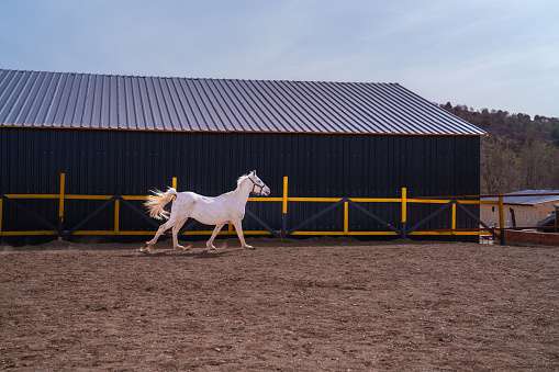 Part of a series at the horse ranch: White horse is running freely in ranch.