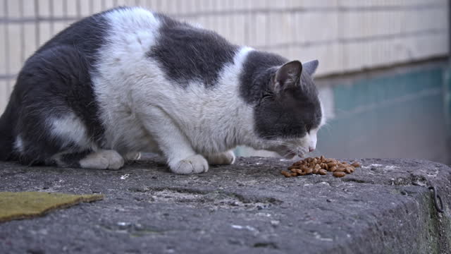 Bicolor Cat Feeding on Stone Surface
