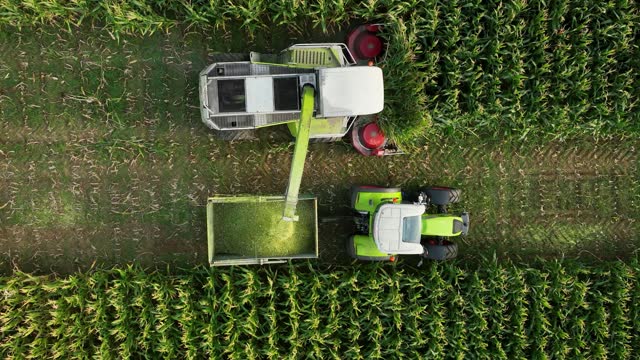 Combine harvester unloads corn silage onto tractor trailer, drone top down slomo
