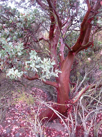 Bush with smooth, red trunk