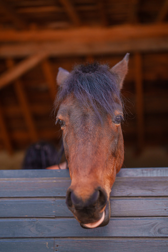 Part of a series at the horse ranch: Portrait of a Brown Horse in Stable