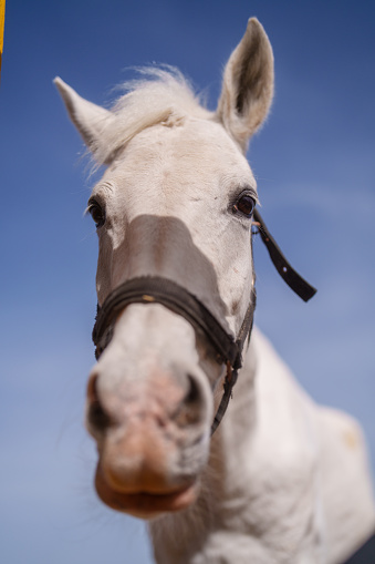 Part of a series at the horse ranch: Portrait of white horse.
