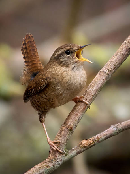 istock Eurasian wren (Troglodytes troglodytes) 2135872051