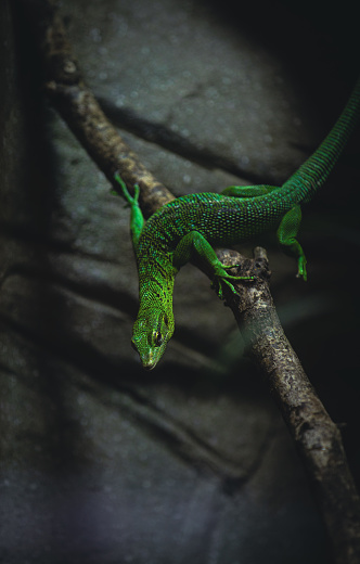 Emerald tree monitor on a branch