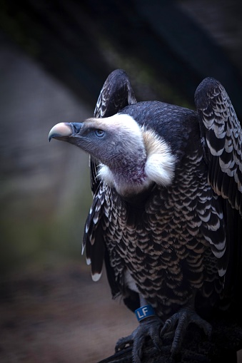 Vulture - Colchester zoo