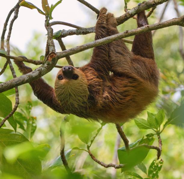 istock The Hoffmann's two-toed sloth (Choloepus hoffmanni), also known as the northern two-toed sloth. 2135882106