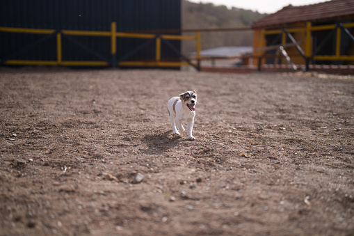 Part of a series at the horse ranch: Little puppies running towards camera in ranch area