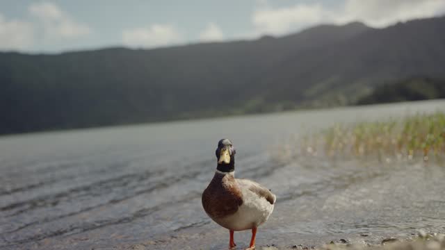 A Duck Standing on the Edge of a Body of Water