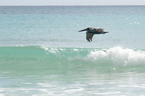View the flying pelicans in Mexico