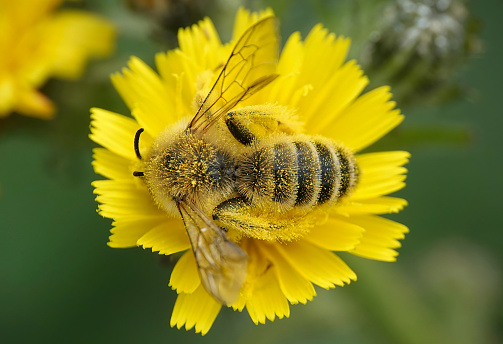 A top down view of a pantaloon bee on a yellow flower in the wild.