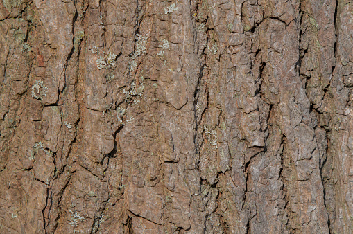 Close Up Bark Of A Liquidambar Styraciflua Tree At Amsterdam The Netherlands 21-3-2024