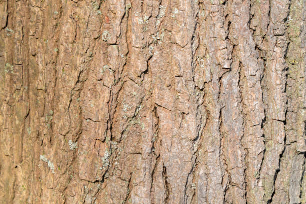 istock Close Up Bark Of A Liquidambar Styraciflua Tree At Amsterdam The Netherlands 21-3-2024 2135904783