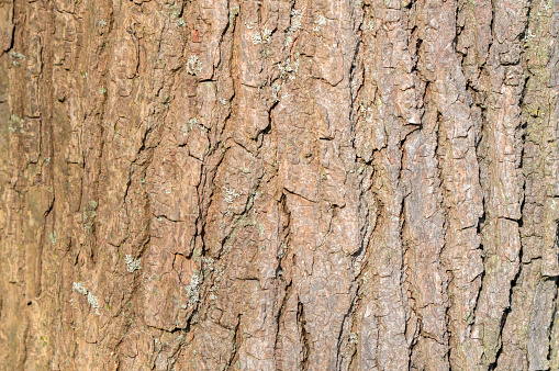 Close Up Bark Of A Liquidambar Styraciflua Tree At Amsterdam The Netherlands 21-3-2024