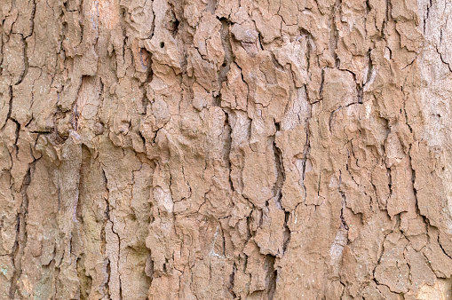 Close Up Bark Of A Platanus Hispanica Tree At Amsterdam The Netherlands 15-5-2021