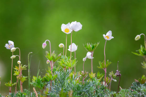 Blooming anemone, Tunkin valley, Buryatia, Russia